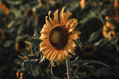 Close-up of wilted sunflower blooming in park
