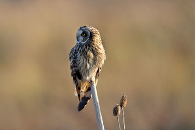 A short-eared owl