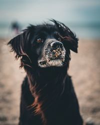 Close-up of dog looking away