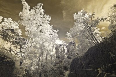 Low angle view of frozen trees against sky