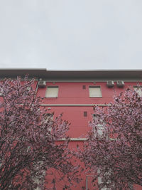 Low angle view of pink flowering tree and building against sky