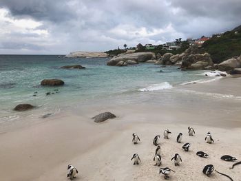 Flock of birds on beach