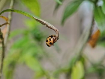 Close-up of ladybug on leaf