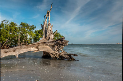 Driftwood on beach against sky