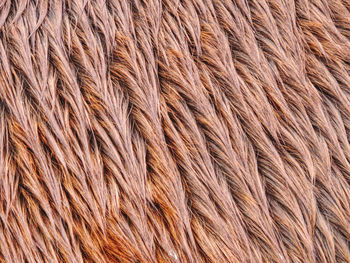 Fluffy brown horse winter fur. animal hair or fur pony leather. natural fluffy brown cowhide body