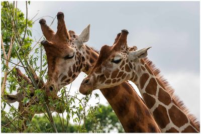 View of giraffe against sky