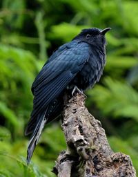 Close-up of bird perching on wood