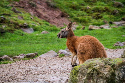 Side view of an animal on rock