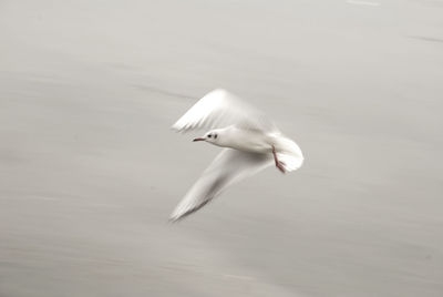 Seagull flying over sea