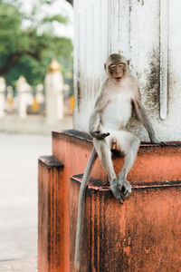 Portrait of monkey sitting on wood