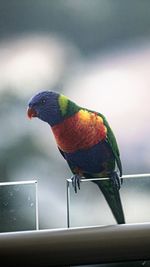 Close-up of parrot perching