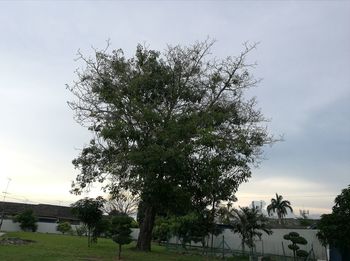 Trees on field against sky