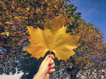 Cropped hand of woman holding autumn maple leaf against trees