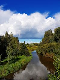 Scenic view of trees and plants against sky