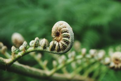 Close-up of mushrooms growing on rock