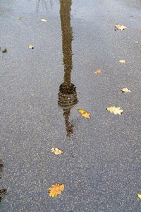 High angle view of leaves floating on water