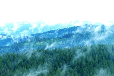 Pine trees in forest against sky