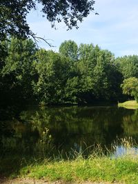 Reflection of trees in lake