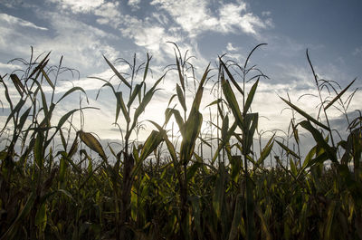 Plants growing in farm against sky