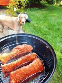 Beige dog looking at barbecue grill