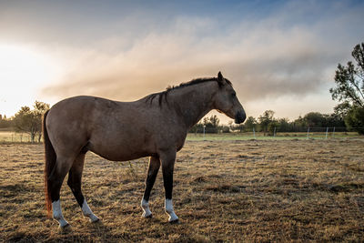 Horse standing in ranch against sky