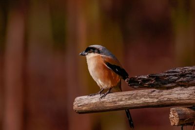 Close-up of bird perching on wood