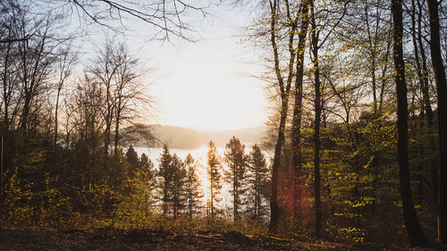 Trees in forest against sky during autumn