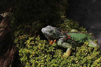 Close-up of lizard on land