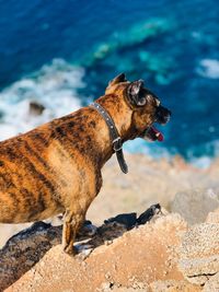 Dog on rock at beach