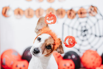 Close-up of dog with toy