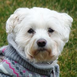 Close-up portrait of white dog