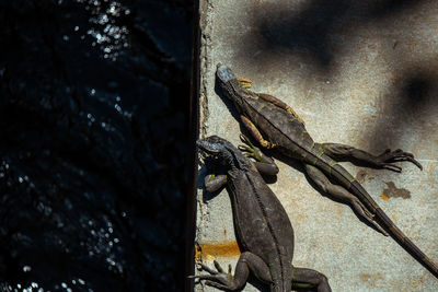Close-up high angle view of reptiles on retaining wall outdoors