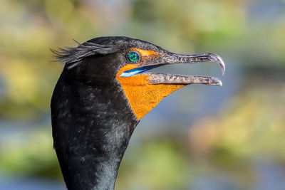 Close-up of a bird against blurred background