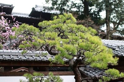 Low angle view of flowers growing on tree