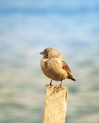 Close-up of bird perching on wooden post