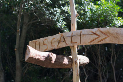 Close-up of rusty hanging on tree trunk