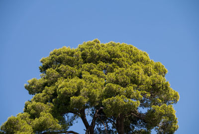 Low angle view of tree against blue sky