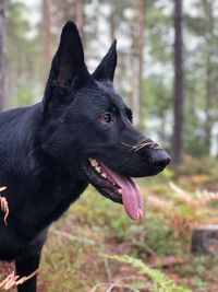 Close-up of dog looking away in a beautiful landscape