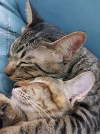 Close-up of cat sleeping