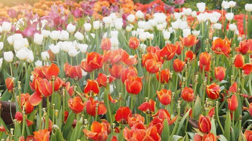 Close-up of red tulips in field