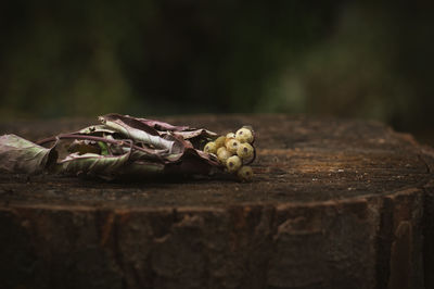 Close-up of dead plant on tree stump