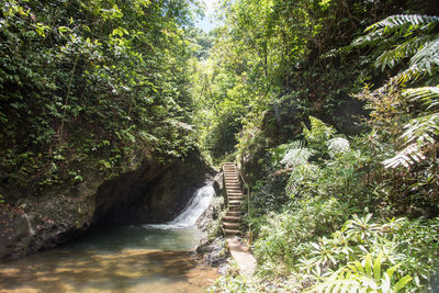 Scenic view of river amidst trees in forest