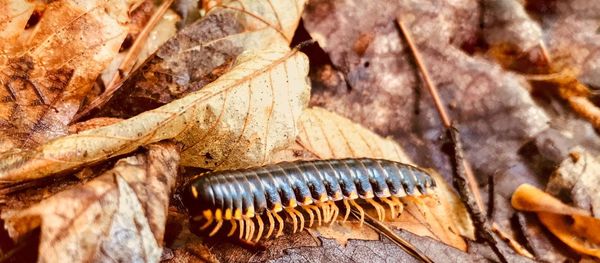 Close-up of insect on wood