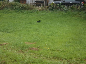 grass