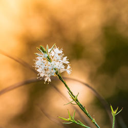 Close-up of white flowering plant