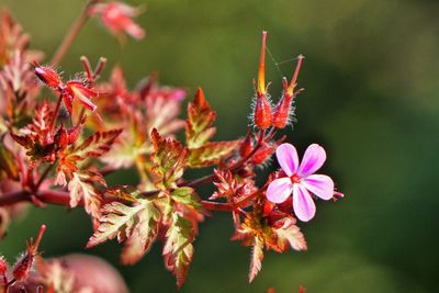 Close-up of butterfly pollinating on red flower