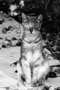 Portrait of cat sitting outdoors