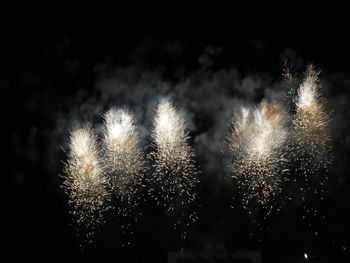 Low angle view of firework display at night