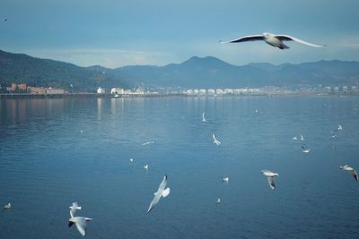 Seagulls flying over sea against sky