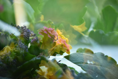 Close-up of yellow flowers